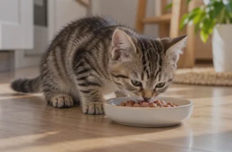 Котёнок 3 месяцев ест влажный корм из миски