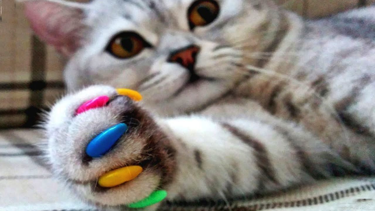 Кошка с разноцветными колпачками на когтях