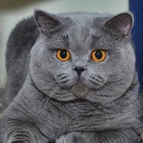 Британская кошка