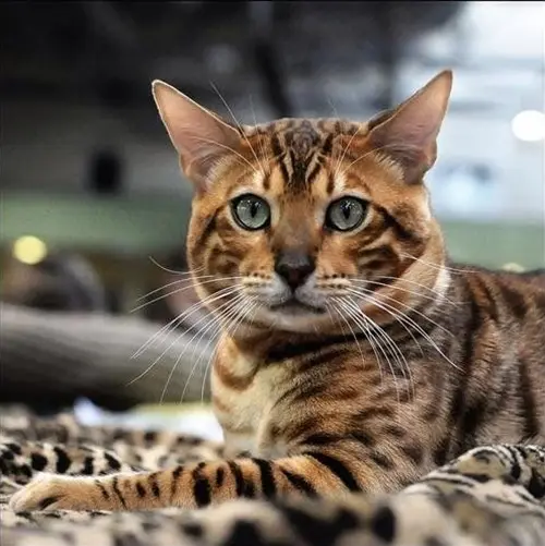Бенгальская кошка