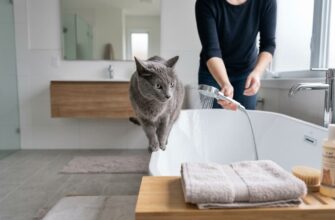Кот перед купанием