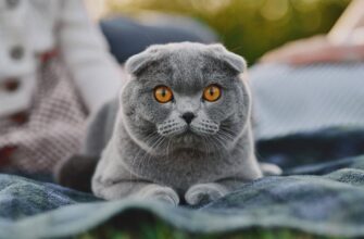 Шотландская вислоухая кошка