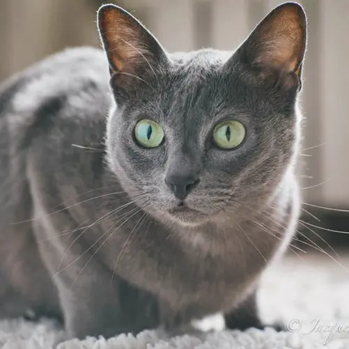 Корат