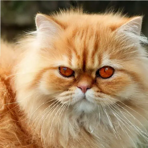 Персидская кошка